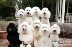 为何养巨贵的人很少？巨贵的优势与劣势