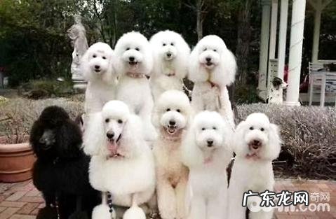 为何养巨贵的人很少？巨贵的优势与劣势