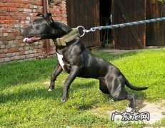 鬼獒和比特犬哪一个强大？鬼獒VS比特犬