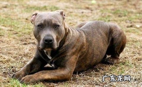 鬼獒和比特犬哪一个强大?鬼獒VS比特犬