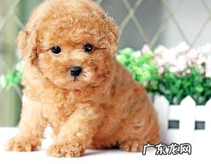 三个月的小泰迪吃是多少犬粮?三个月的泰迪怎么养?