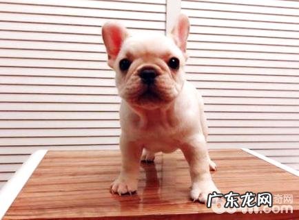 法斗有什么颜色?什么样的法斗最好是?