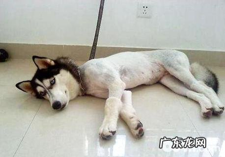 小狗刮毛有哪些伤害？狗刮毛后的伤害