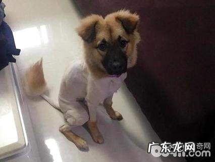 小狗刮毛有哪些伤害？狗刮毛后的伤害