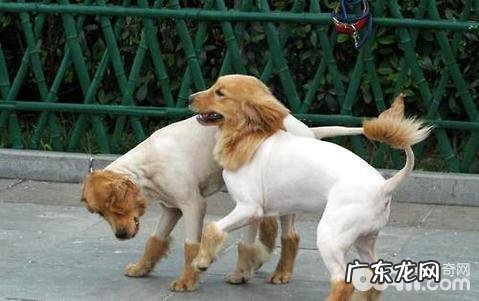 小狗刮毛有哪些伤害？狗刮毛后的伤害