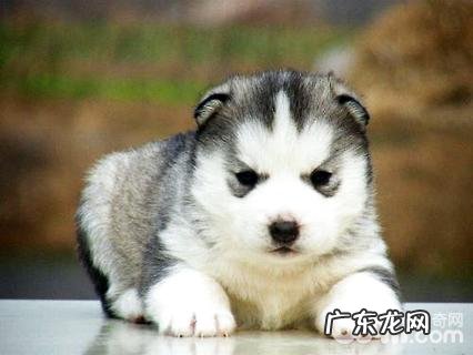 金毛纯不良如何看？哈士奇幼犬选择