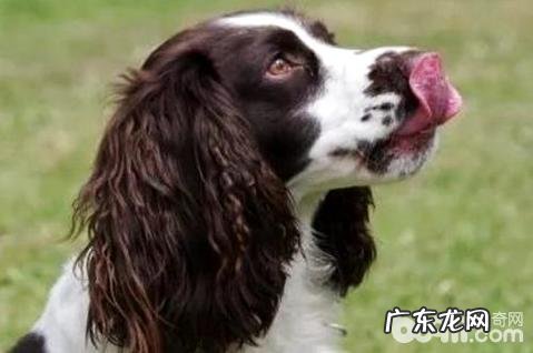 英国跳猎犬合适家里养吗？英国跳猎犬优点和缺点详细介绍