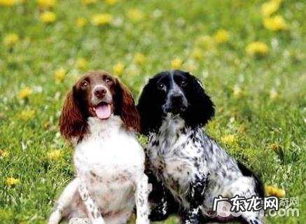 英国跳猎犬合适家里养吗？英国跳猎犬优点和缺点详细介绍