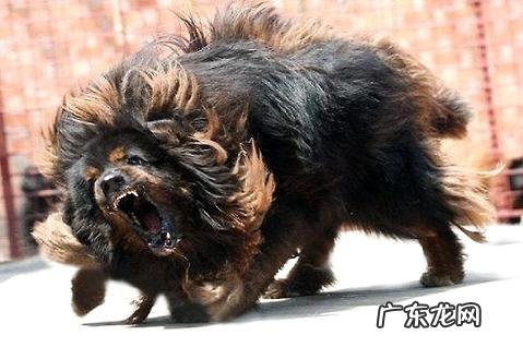 藏獒多少钱一只?藏獒价格