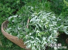 艾叶有什么功效，可以食用吗？