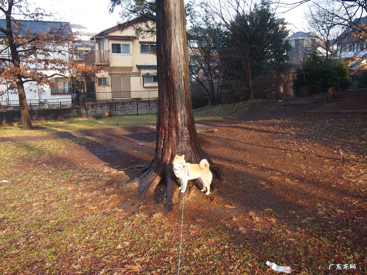14岁每天200个跳绳可以长高吗 听说跳绳能长高,我现在12岁。那么我每天要跳几个呢?