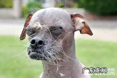 全球最丑狗狗品种,全球最丑小狗
