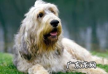 奥达猎犬如何？奥达猎犬详细介绍