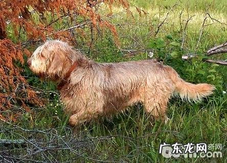奥达猎犬如何？奥达猎犬详细介绍