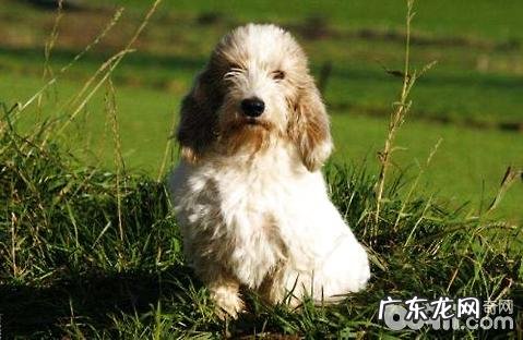 贝吉格里芬凡丁犬如何?贝吉格里芬凡丁犬详细介绍