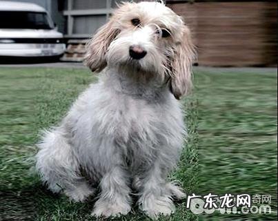 贝吉格里芬凡丁犬如何?贝吉格里芬凡丁犬详细介绍