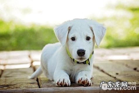 小狗断奶后后吃啥？小狗断奶后常见问题