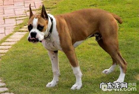 拳师犬为何没有人养？拳师犬的缺陷