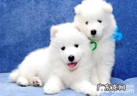 合适家里养的大型犬有什么?大型犬全集