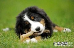 伯恩山犬有攻击能力吗？伯恩山犬感受大吗？