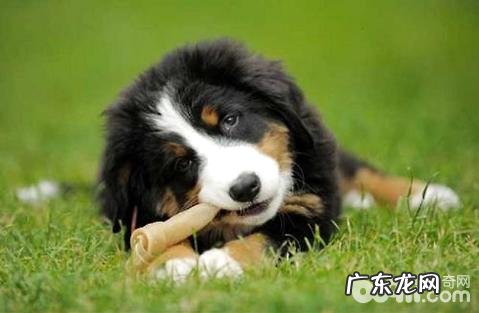 伯恩山犬有攻击能力吗？伯恩山犬感受大吗？