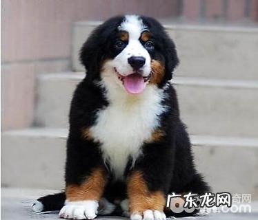 伯恩山犬有攻击能力吗？伯恩山犬感受大吗？