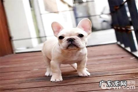 如何选狗?法斗选择