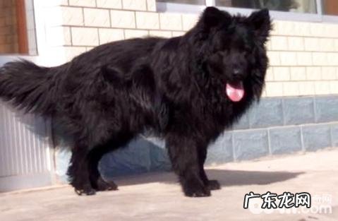 黑熊犬强大吗？黑熊犬合适家里养吗？