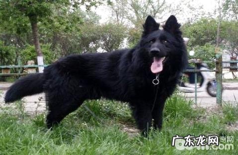 黑熊犬强大吗？黑熊犬合适家里养吗？