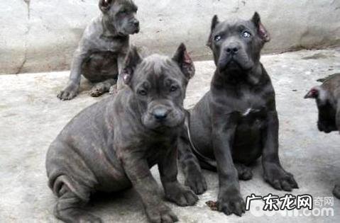 卡斯罗犬家里养风险吗?养卡斯罗犬要注意什么?