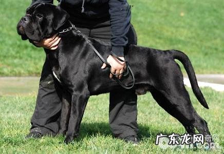 卡斯罗犬家里养风险吗?养卡斯罗犬要注意什么?