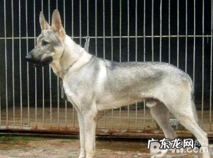 狼青犬的缺陷是啥?狼青犬的缺陷