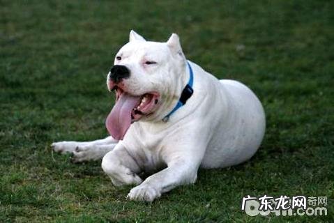 杜高犬为何要剪耳朵里面？杜高犬剪耳朵里面的缘故有什么？