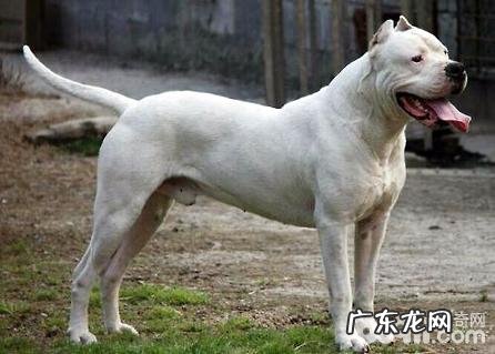 杜高犬为何要剪耳朵里面？杜高犬剪耳朵里面的缘故有什么？