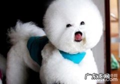 比熊好养吗？比熊掉毛吗？