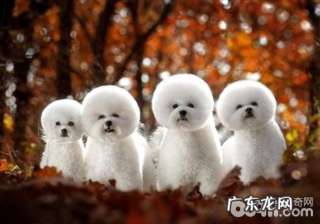 比熊好养吗？比熊掉毛吗？