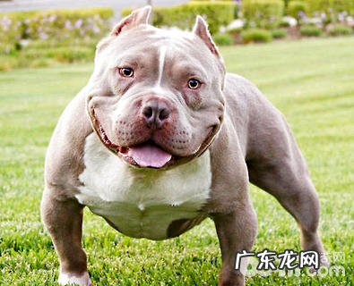 恶霸犬好养吗？养恶霸犬要注意什么？