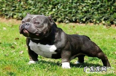 恶霸犬好养吗？养恶霸犬要注意什么？