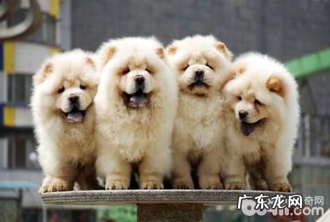 松狮狗能長多少?松狮狗性情