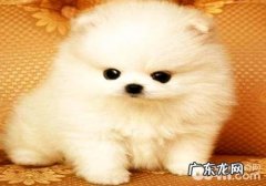 哈多利博美如何？哈多利博美详细介绍