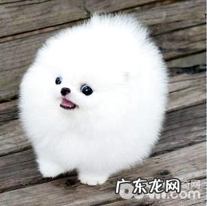 哈多利博美如何？哈多利博美详细介绍