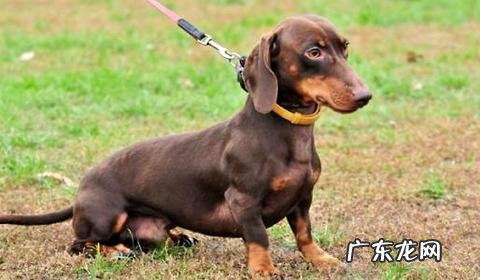 腊肠狗价格是多少？腊肠狗价钱