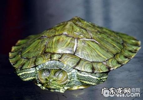 墨西哥龟怎么养?巴西龟饲养