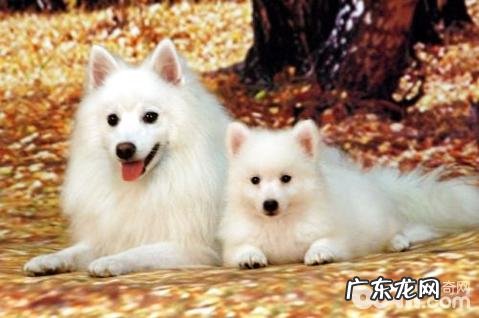 银狐犬好养吗？银狐犬喂养