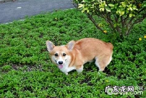 柯基犬好养吗?柯基犬喂养