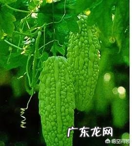 春节大鱼大肉吃的太多了节后怎么吃能减肥?