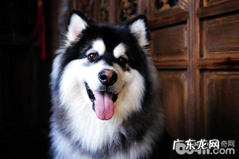 阿拉斯加犬掉毛该怎么办?阿拉斯加犬掉毛吃什么食物?