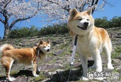 秋田犬好养吗？秋田犬喂养