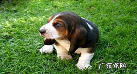 巴吉度犬为何遭禁养？巴吉度犬遭禁养的缘故