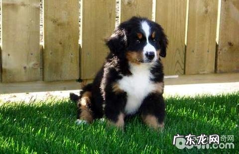 伯恩山犬有哪些缺陷?伯恩山犬缺陷